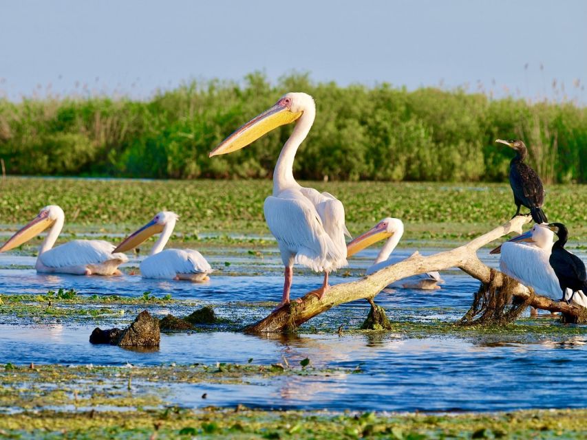 Explore Danube Delta and Black See in 2 Day Private Tour - Itinerary