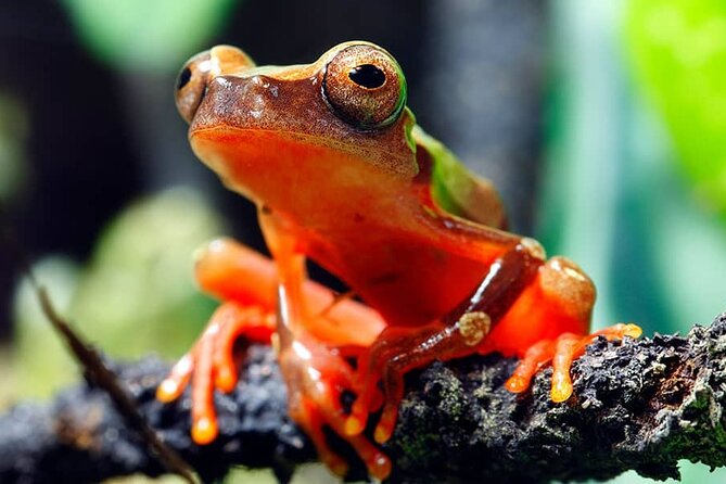 Explore Ecuador's Best in 6-Day Adventure - Good To Know