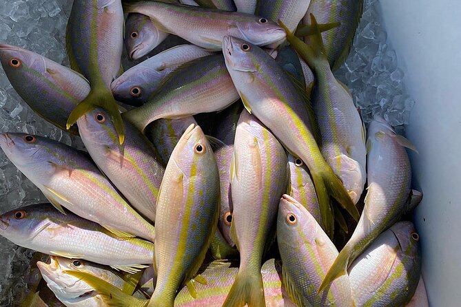 Fishing Adventure in Pedernales: Exploring the Caribbean and Its Waters