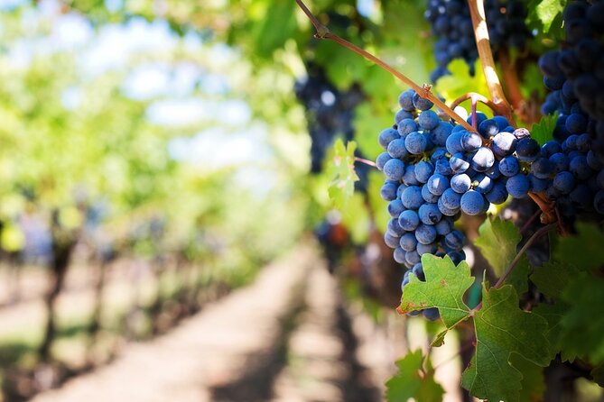 Florence and Chianti Private Wine Tasting Tour From Florence - Good To Know