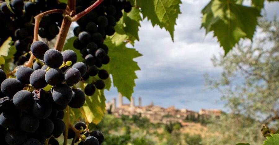 Florence or Bologna: 2 Cellar Tours in Chianti With Lunch