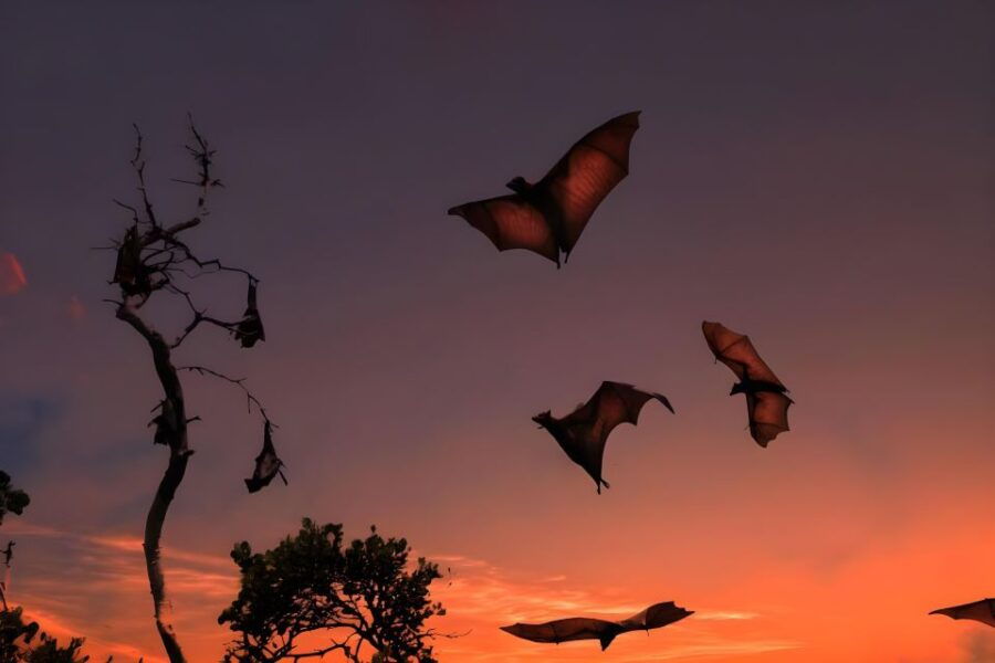 Flying Fox Sunset Cruise Private Boat Charter Labuan Bajo - Good To Know