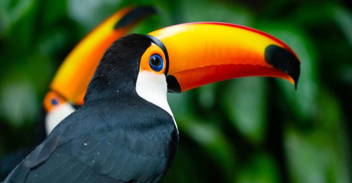 Foz Do Iguaçu: Bird Park Tour With Tickets