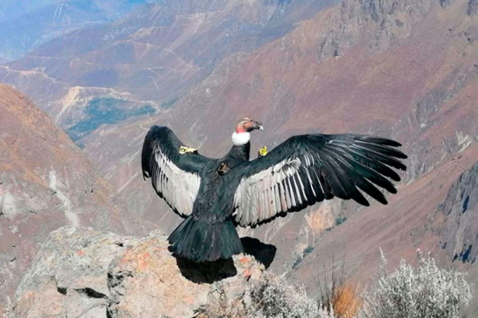 From Arequipa: Colca Canyon Excursion 2 Days 3 Star Hotel