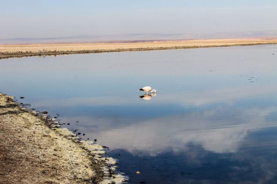 From Arequipa: Day Trip to Salinas and Aguada Blanca - Good To Know