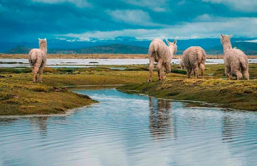 From Arequipa: Excursion to Pillones Waterfalls Ful Day