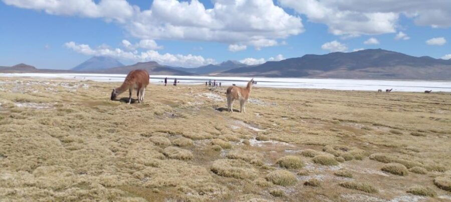 From Arequipa Full Day Salinas Lagoon Excursion
