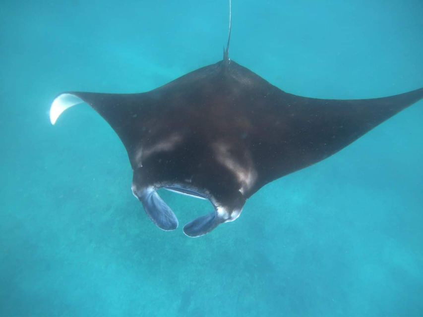 From Bali: Manta Tour in Nusa Lembongan and Nusa Penida