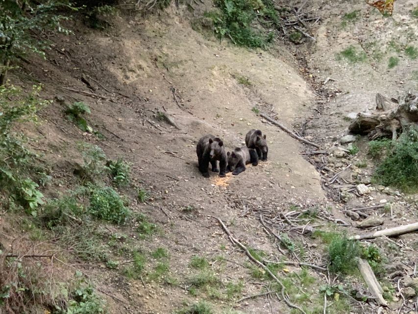 From Brasov: Bear Watching in the Wild - Ecological Wildlife Viewing in Brasov