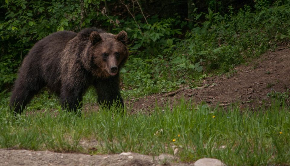 From Brasov: Small-Group Brown Bear Watching Tour