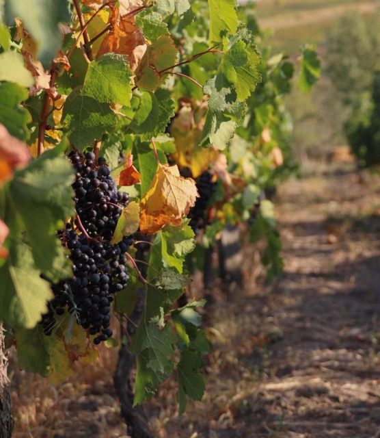 From Bucharest: Wine Tasting & Sunset on Old Wine Road