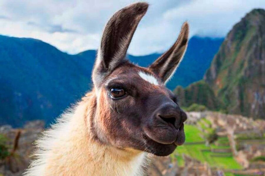 From Cusco: 1-day Machu Picchu by Train