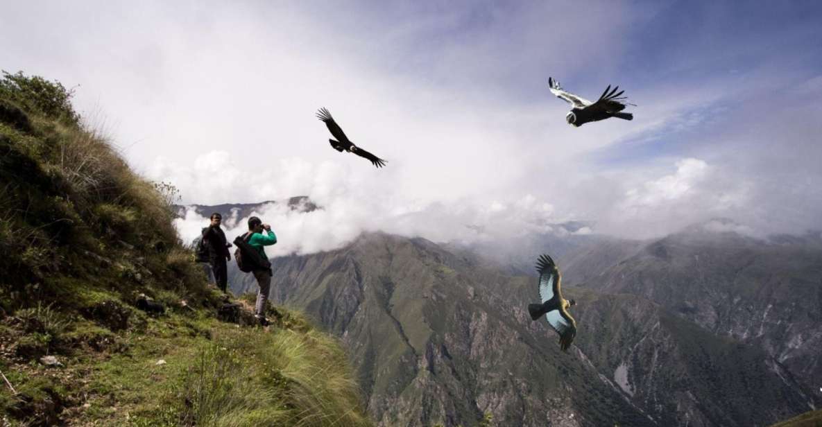 From Cusco: Condor Sighting in Chonta - Good To Know