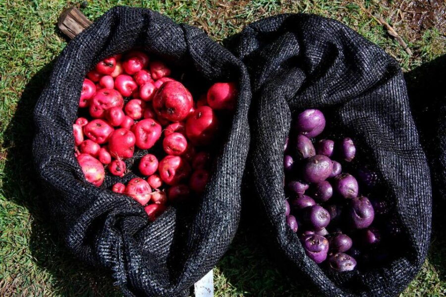From Cusco: Indigenous Potato Farm Cultural Experience - Good To Know