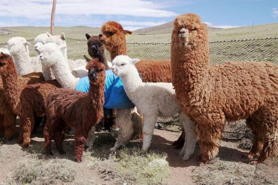 From Cusco: Llama Trekking - Good To Know