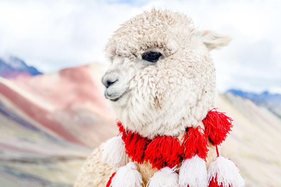 From Cusco: Rainbow Mountain Full Day Trek With Meals - Activity Details