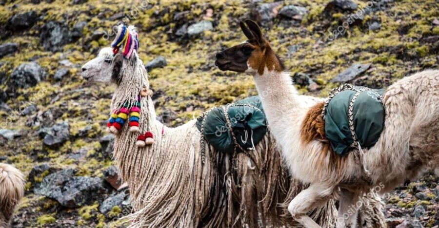 From Cusco: Tour to Chinchero/Maras/Moraypicnic With Llamas