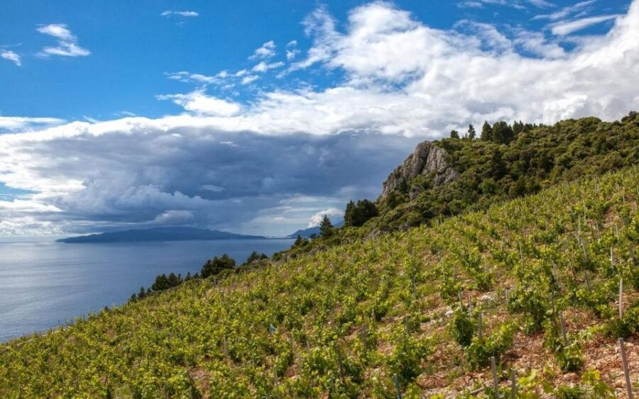 From Dubrovnik Private Wine Tasting Tour - Good To Know