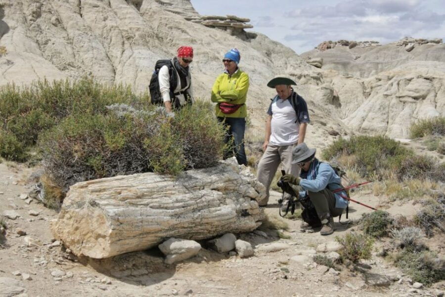 From El Calafate: La Leona Petrified Forest Day Trip