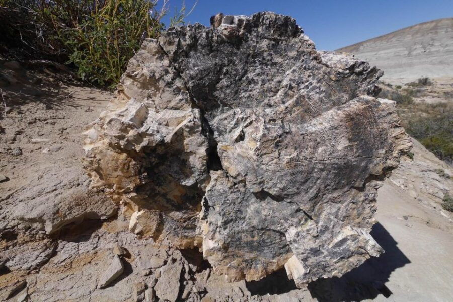 From El Calafate: La Leona Petrified Forest Tour - Good To Know