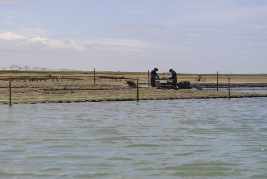 From Faro: 2-Hour Guided Bird Watching Boat Trip - Good To Know