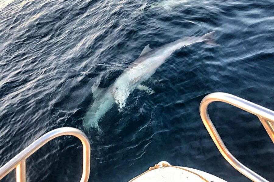 From Fazana: Private Sunset Dolphin Tour