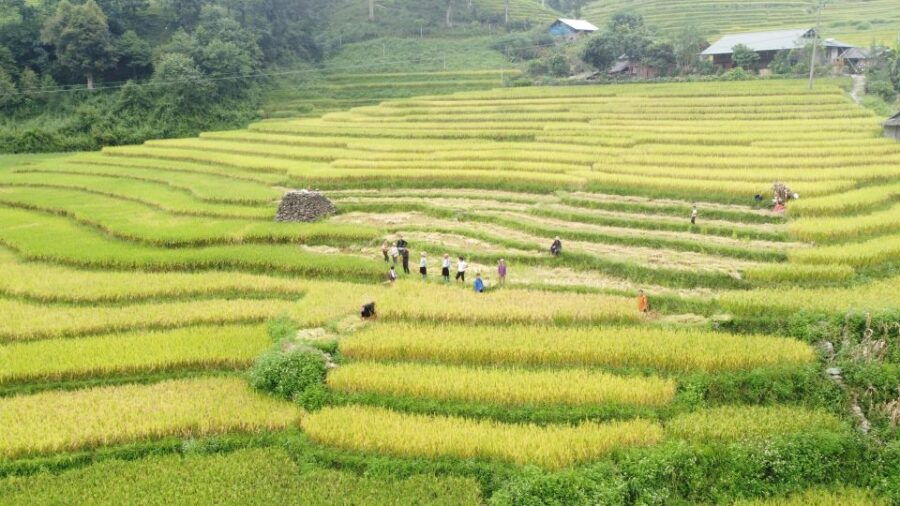 From Hanoi: Sapa 2 Days 2 Night Trekking With Local People