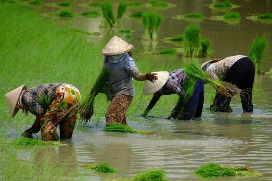 From Ho Chi Minh City: Mekong Delta Full-Day Private Tour - Good To Know