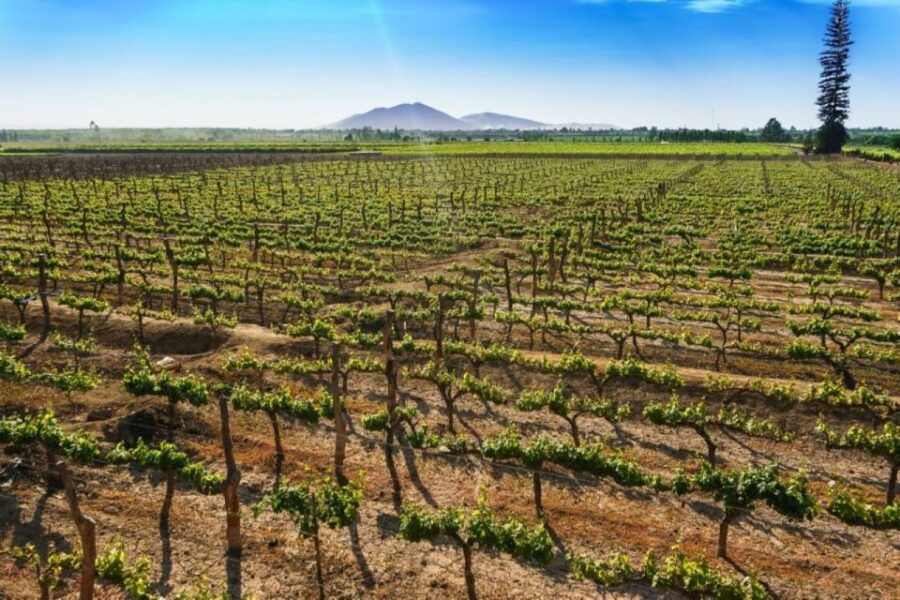 From Ica: Wine and Pisco Tour Free Tasting