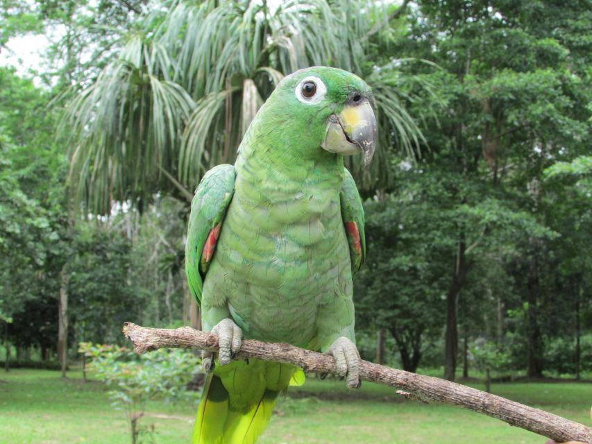 From Iquitos Excursion to the Monkey Island Full Day