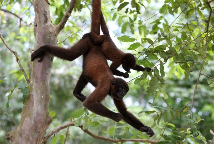 From Iquitos: Private Monkey Island Full Day