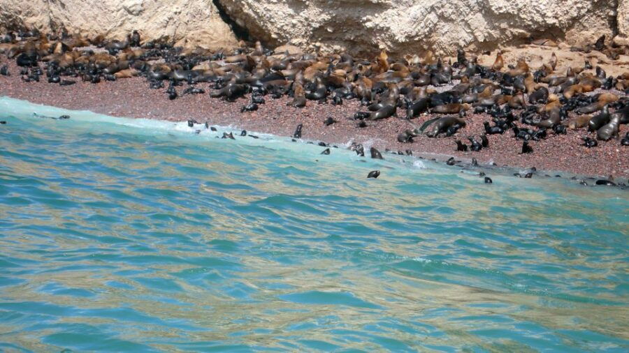 From Lima: Ballestas Islands, Huacachina, and Vineyard Tour - Good To Know