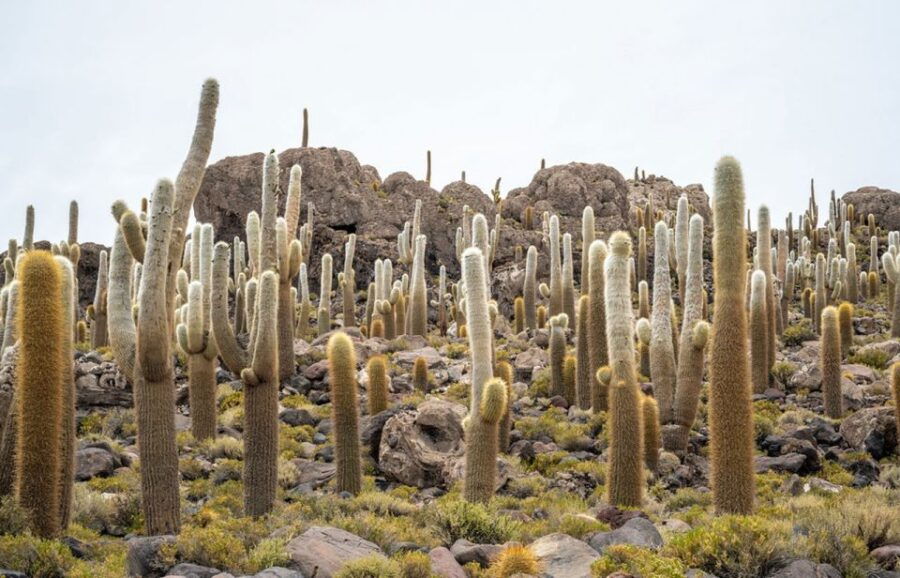 From Lima-Perú: Uyuni Salt Flat 4 Days 3 Nights - Good To Know
