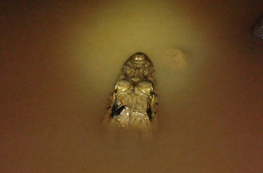 From Madre De Dios Night Trekking in the Amazon Rainforest