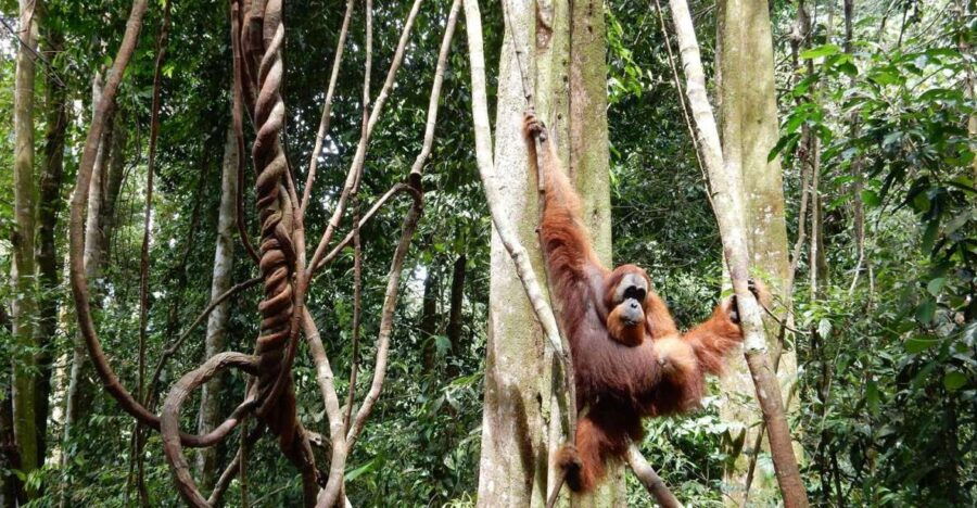 From Medan: 4 Day Tour to Bukit Lawang Incl. Jungle Trek - Good To Know
