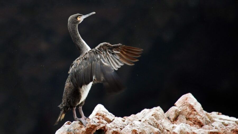 From Paracas: Ballestas Islands and Tambo Colorado Tour