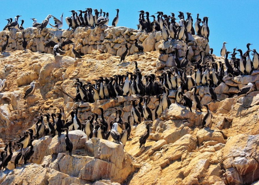 From Paracas: Guided Boat Tour to the Ballestas Islands - Good To Know