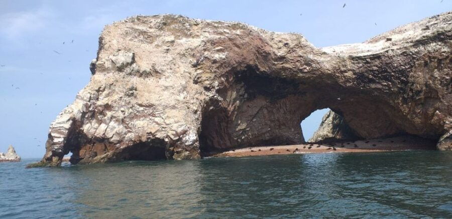 From Paracas or Pisco: Ballestas Islands Private Boat Trip