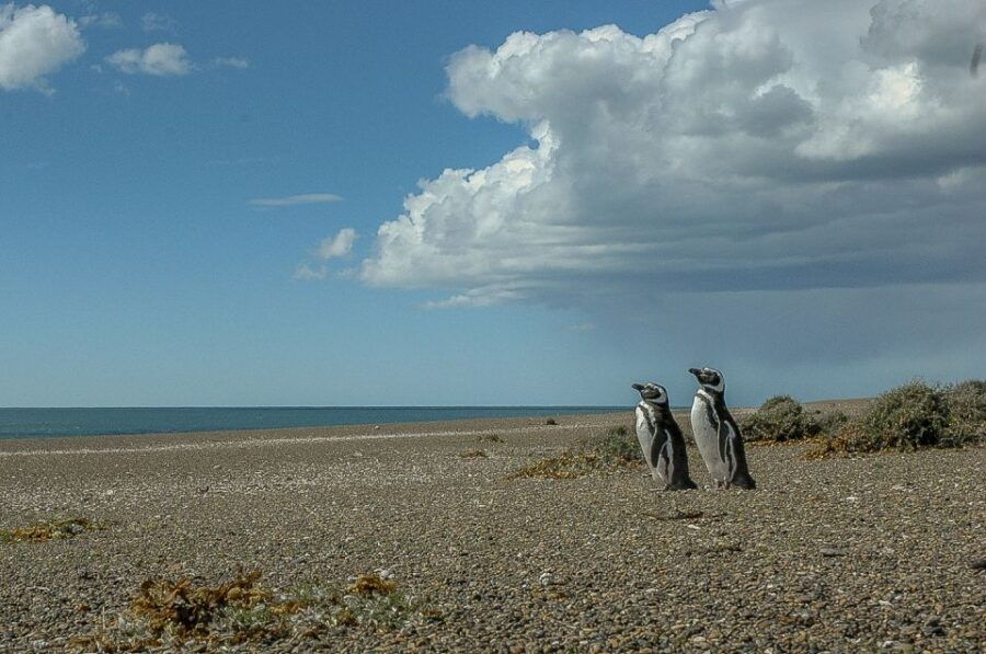 From Puerto Madryn: Penguin Tour & Península Valdés Day Trip - Good To Know