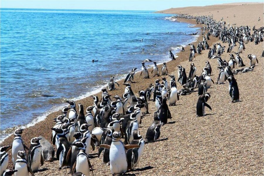 From Puerto Madryn: Punta Tombo Day Trip With Hotel Transfer - Experience Highlights