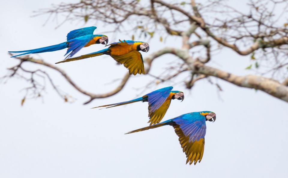 From Puerto Maldonado: 2-Day Tambopata Rainforest Tour