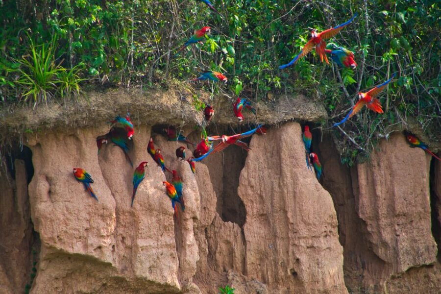 From Puerto Maldonado: Adventure in Tambopata 3Days-2Nights