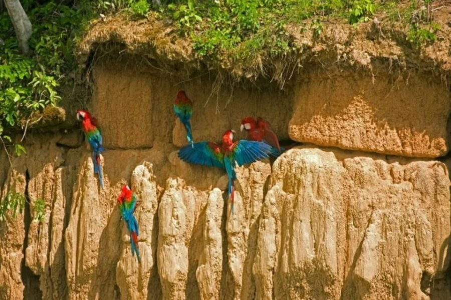 From Puerto Maldonado: Macaw Clay Lick 2 Days