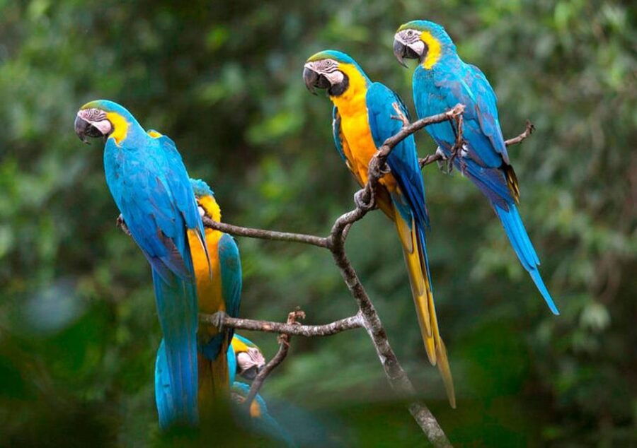 From Puerto Maldonado: Reserva Tambopata 4-Day Zipline - Good To Know