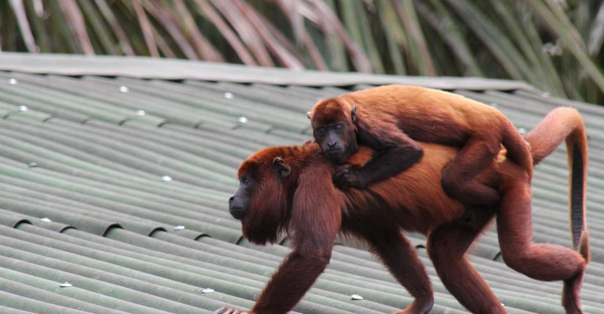 From Puerto Maldonado – Tambopata 4D/3N