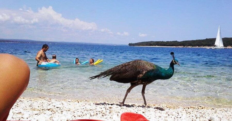 From Pula: Island Stop and National Park Day Cruise
