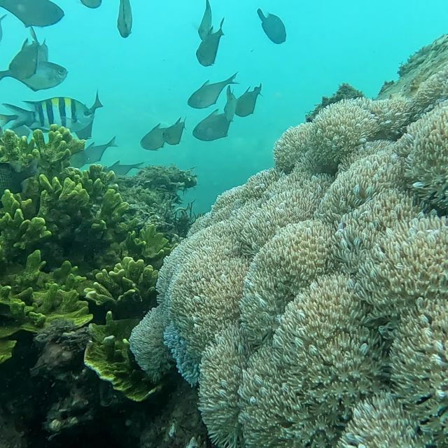 From Sanur to Nusa Penida : Snorkeling Tour 3 Spots