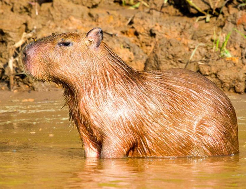 From Tambopata: Amazon Jungle Hike and Lake Sandoval 1-Day - Good To Know