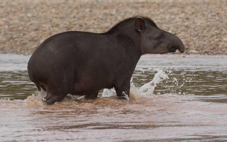 From Tambopata: Get Into Nature 2d/1n