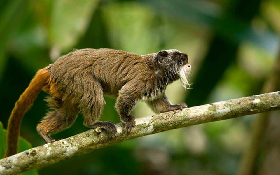 From Tambopata: in the Heart of Sandoval Lake 4d/3n - Reserve Now, Pay Later